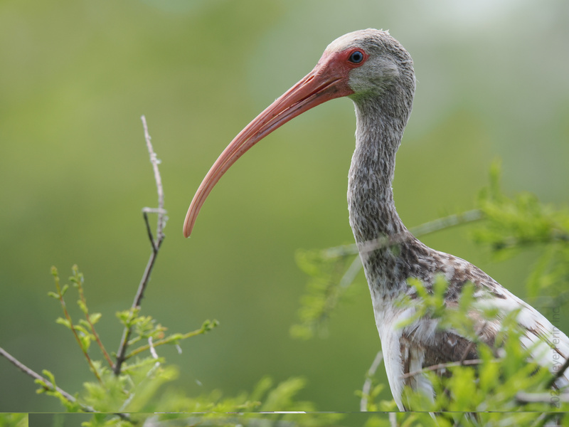 Did someone order elegance with a side of curiosity? This white ibis is proof that you don’t need fancy feathers to steal the spotlight—just a killer profile and a curious beak! Did someone order elegance with a side of curiosity? This white ibis is proof that you don’t need fancy feathers to steal the spotlight—just a killer profile and a curious beak!