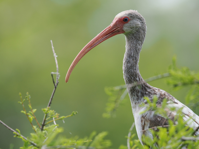 Did someone say model material? The White Ibis is here to prove that a beak this bold was made for the spotlight—and the swamp runway. Did someone say model material? The White Ibis is here to prove that a beak this bold was made for the spotlight—and the swamp runway.