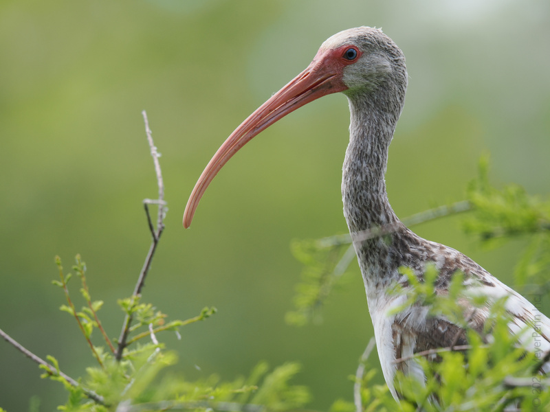 Ever wondered who wins “Best Beak” in the bird world? Meet the white ibis—proving every profile is a strong one when you own your unique style! Ever wondered who wins “Best Beak” in the bird world? Meet the white ibis—proving every profile is a strong one when you own your unique style!