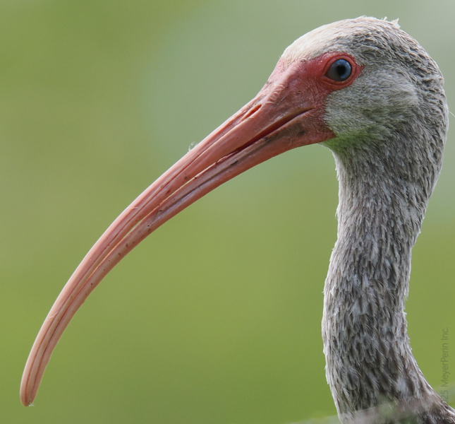 Ever seen a face built for selfies and snacks? The American Ibis and its legendary beak are here to serve looks—and dig up the juiciest treats mother nature hides. Ever seen a face built for selfies and snacks? The American Ibis and its legendary beak are here to serve looks—and dig up the juiciest treats mother nature hides.