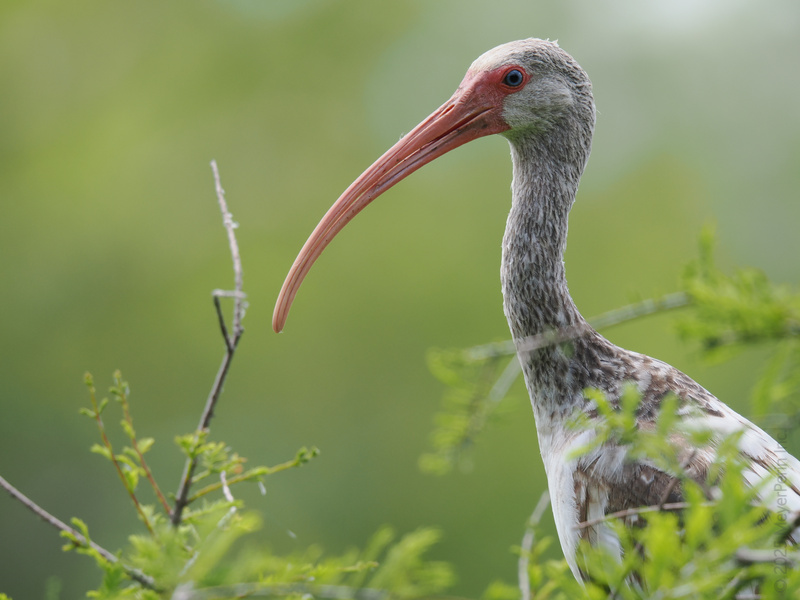 Did someone order elegance with a side of curiosity? This white ibis brings the drama—and that legendary long bill—to every leafy runway. Did someone order elegance with a side of curiosity? This white ibis brings the drama—and that legendary long bill—to every leafy runway.