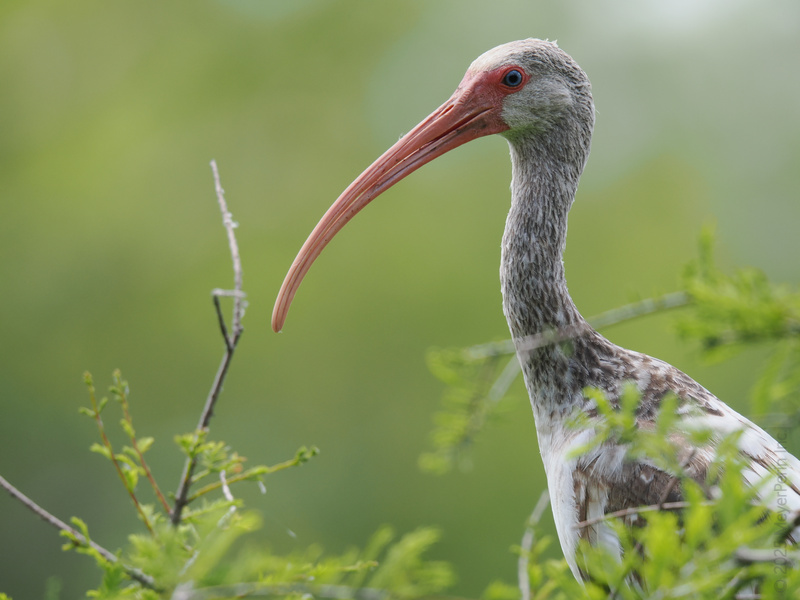 Ready for a close-up? The white ibis perfects side profile chic while scouting snacks in style. Nature’s best-dressed forager knows how to work that curve! Ready for a close-up? The white ibis perfects side profile chic while scouting snacks in style. Nature’s best-dressed forager knows how to work that curve!