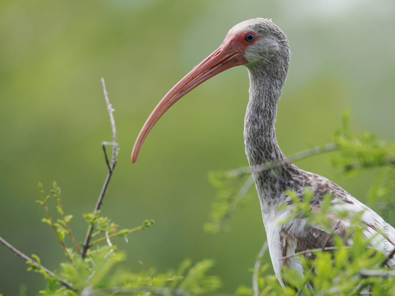 Ever seen a White Ibis strike a pose? With that beak game this strong, every day’s a headshot in nature’s runway! Ever seen a White Ibis strike a pose? With that beak game this strong, every day’s a headshot in nature’s runway!