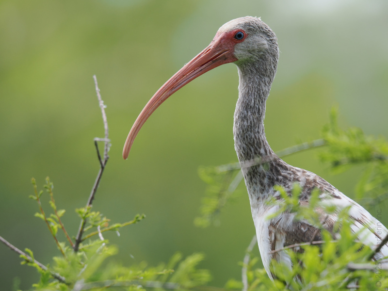 Ever seen a bill this bold? Meet the white ibis, the original trendsetter of the wetlands, always ready to turn heads and dig up the latest scoop—literally. Ever seen a bill this bold? Meet the white ibis, the original trendsetter of the wetlands, always ready to turn heads and dig up the latest scoop—literally.