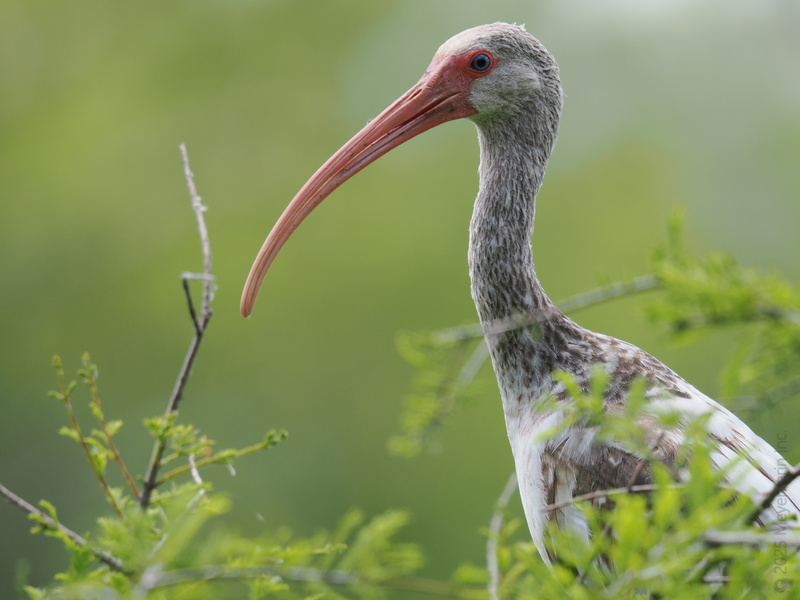 Ready for a birdwatching plot twist? Meet the white ibis, showing off that signature long bill and seriously enviable side profile. Nature’s high-fashion model, right here. Ready for a birdwatching plot twist? Meet the white ibis, showing off that signature long bill and seriously enviable side profile. Nature’s high-fashion model, right here.