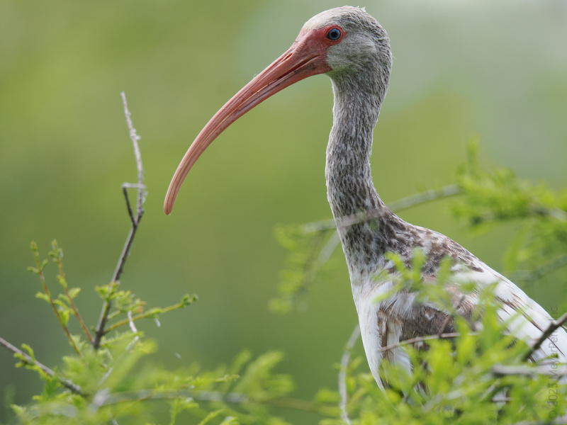 Who’s got a beak for style and a knack for standing out? This white ibis isn’t hiding—he’s just perfecting his mysterious look. Who’s got a beak for style and a knack for standing out? This white ibis isn’t hiding—he’s just perfecting his mysterious look.