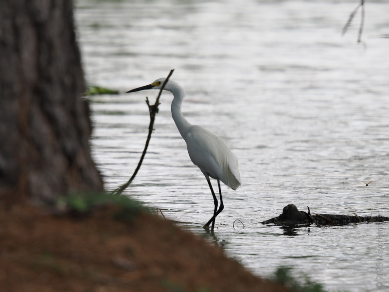 When elegance meets patience, the egret steals the spotlight—showing us that good things come to those who wade. When elegance meets patience, the egret steals the spotlight—showing us that good things come to those who wade.