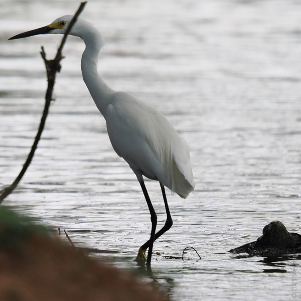 Pause your scroll—this Snowy Egret just redefined “walking on water.” Proof that elegance is all about making ripples, not waves. Pause your scroll—this Snowy Egret just redefined “walking on water.” Proof that elegance is all about making ripples, not waves.