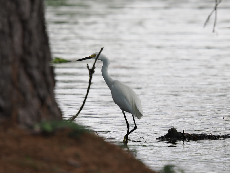 Quick, someone call Vogue—the egret just brought runway-worthy poise to the water’s edge. Graceful, focused, and always dressed in head-to-toe chic white. Quick, someone call Vogue—the egret just brought runway-worthy poise to the water’s edge. Graceful, focused, and always dressed in head-to-toe chic white.