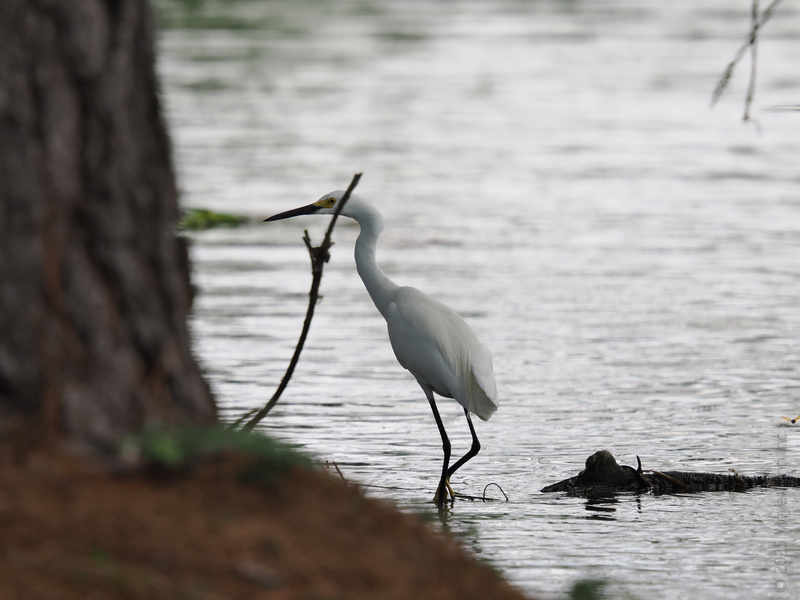When you’re as graceful as a heron, every walk by the water turns into a runway moment—even if the only audience is the trees. When you’re as graceful as a heron, every walk by the water turns into a runway moment—even if the only audience is the trees.
