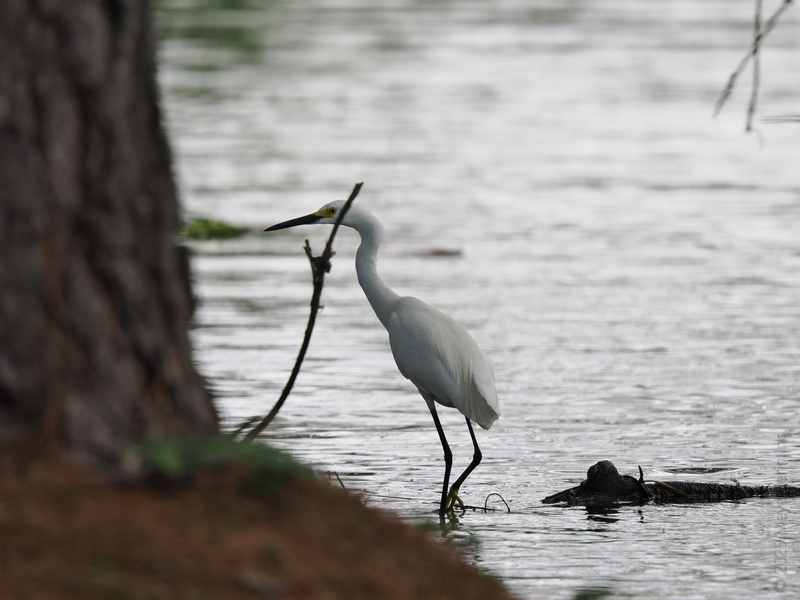 Who needs a runway when you’ve got this much elegance? The egret struts its stuff—nature’s lesson in style, grace, and perfect posture. Who needs a runway when you’ve got this much elegance? The egret struts its stuff—nature’s lesson in style, grace, and perfect posture.