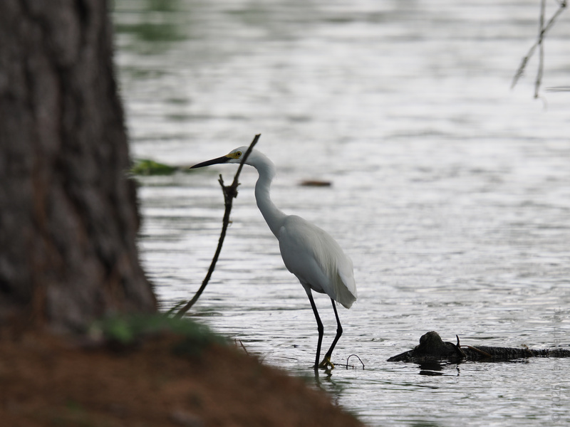 Ever seen an egret strike a pose like this? Proof that even nature’s models know how to work their angles by the water’s edge. Ever seen an egret strike a pose like this? Proof that even nature’s models know how to work their angles by the water’s edge.