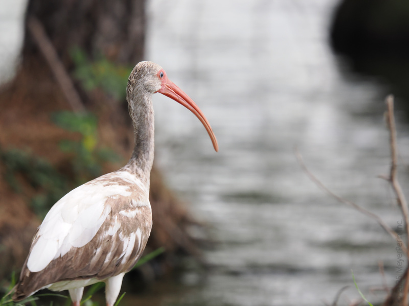 Stop and stare—this white ibis knows how to work a profile shot! Proof that nature always brings its A-game to the runway. Stop and stare—this white ibis knows how to work a profile shot! Proof that nature always brings its A-game to the runway.