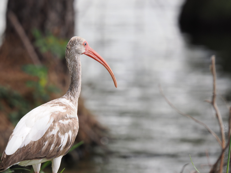Ever seen a White Ibis work that curve? This bird’s got style and a beak built for brunching by the water. Nature’s elegance, feathered and fabulous. Ever seen a White Ibis work that curve? This bird’s got style and a beak built for brunching by the water. Nature’s elegance, feathered and fabulous.