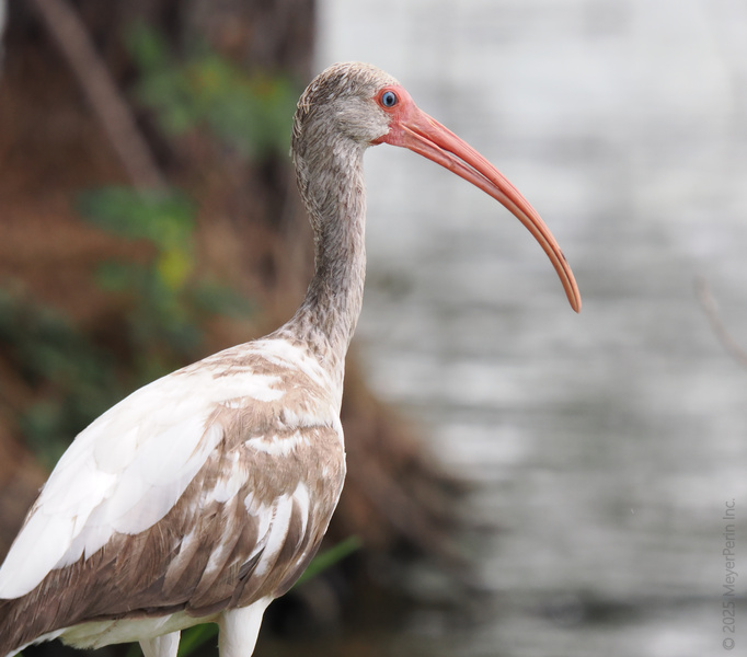 Stop and stare—this white ibis knows how to strike a pose! Proof that a long beak and a little patience bring you closer to the best views. Stop and stare—this white ibis knows how to strike a pose! Proof that a long beak and a little patience bring you closer to the best views.