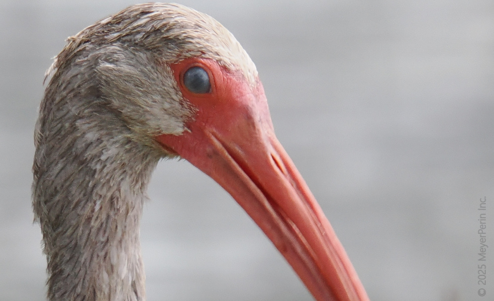 Caught staring? This ibis is giving us major side-eye—and we can’t blame it. With a beak like that, confidence is always in season. Caught staring? This ibis is giving us major side-eye—and we can’t blame it. With a beak like that, confidence is always in season.