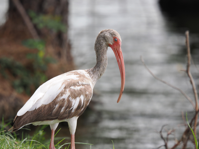Ready for a glow-up? This white ibis proves that even wild hair days and quirky beaks can look absolutely fabulous by the water’s edge. Ready for a glow-up? This white ibis proves that even wild hair days and quirky beaks can look absolutely fabulous by the water’s edge.