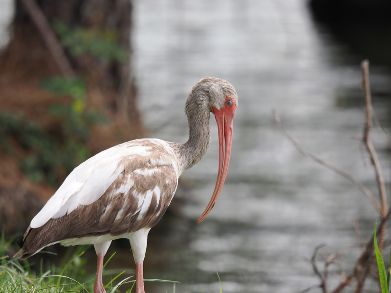Ever seen a white ibis with a better side profile? This pro fisherbird is on a mission—consider your pond critters warned. Ever seen a white ibis with a better side profile? This pro fisherbird is on a mission—consider your pond critters warned.