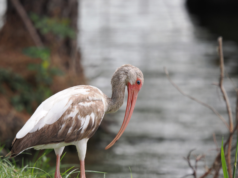 How does the white ibis keep its feathers so flawless? Easy—just a little lakeside spa day, and voilà, ready for the runway! How does the white ibis keep its feathers so flawless? Easy—just a little lakeside spa day, and voilà, ready for the runway!
