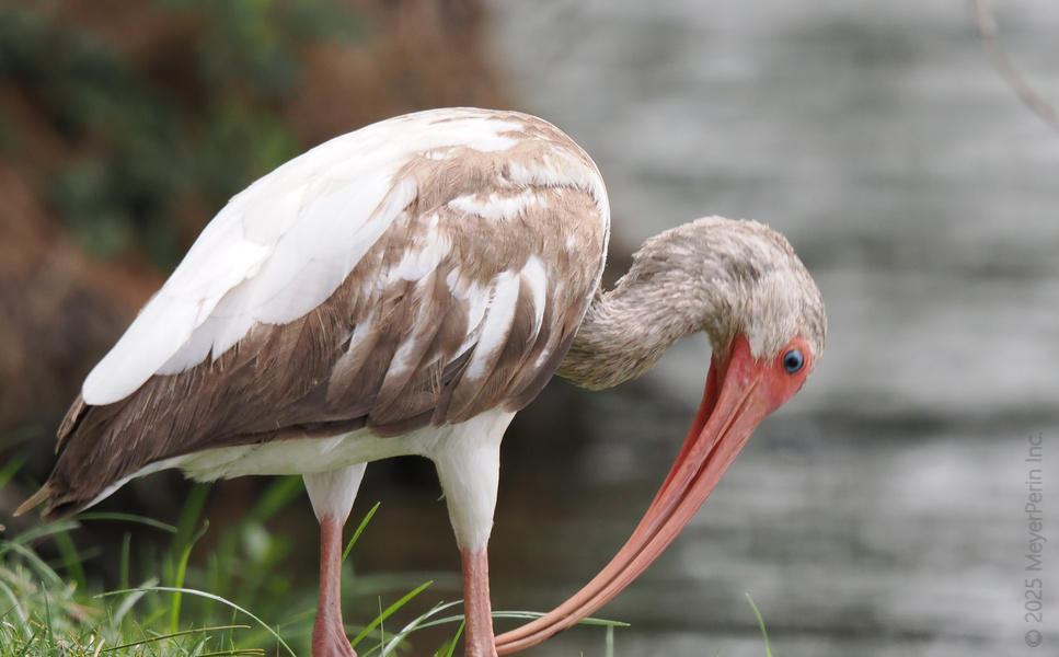 Heads down, snacks up! The white ibis is ready to brunch by the water—who else is on the hunt for their next tasty bite? Heads down, snacks up! The white ibis is ready to brunch by the water—who else is on the hunt for their next tasty bite?