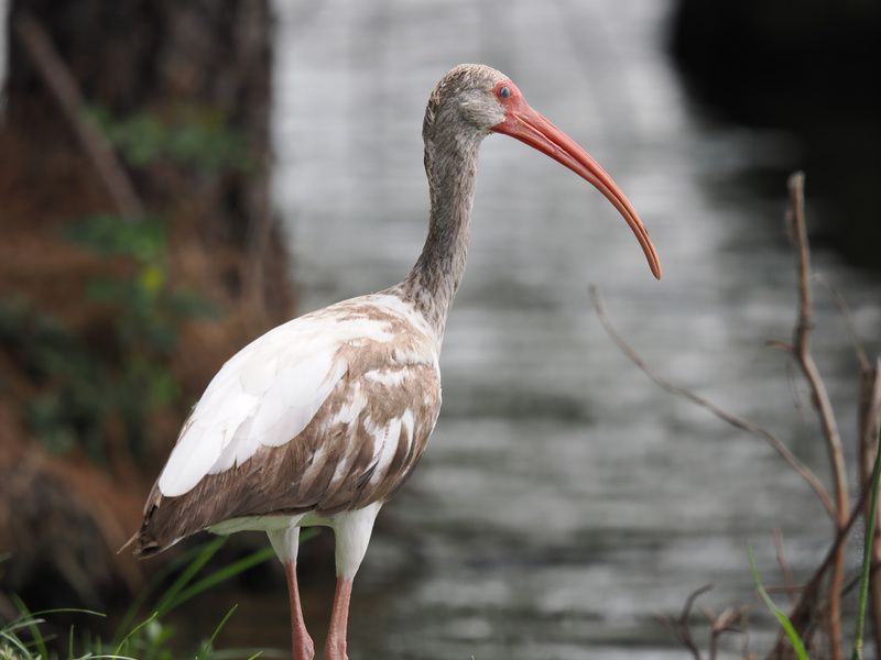 Can you handle this level of beak game? The white ibis is here to prove that style and grace come naturally—even on a casual stroll by the water. Can you handle this level of beak game? The white ibis is here to prove that style and grace come naturally—even on a casual stroll by the water.
