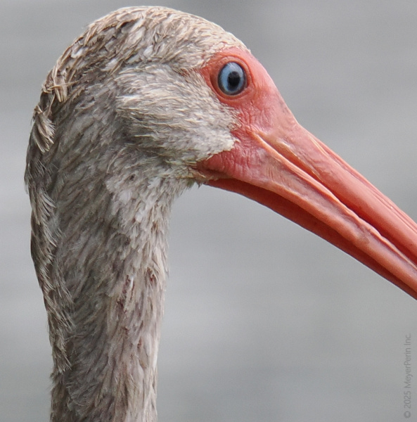 Get ready for a side profile that slays—this white ibis knows how to be the star of the wetlands, one long beak at a time. Get ready for a side profile that slays—this white ibis knows how to be the star of the wetlands, one long beak at a time.