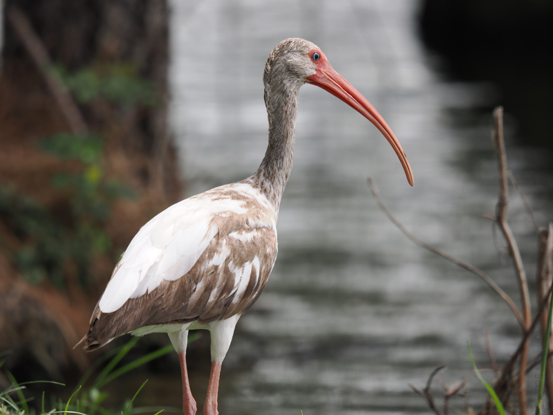 Ever met a white ibis with a bill for adventure? This stylish bird proves every day’s a runway walk when you’ve got confidence (and a beak that means business). Ever met a white ibis with a bill for adventure? This stylish bird proves every day’s a runway walk when you’ve got confidence (and a beak that means business).