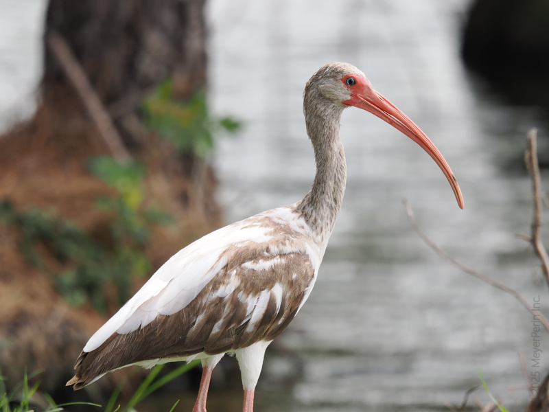 Ever seen a white ibis nail the “resting elegant face” look? This long-legged beauty’s got style, grace, and a beak that’s always on point—nature’s runway model! Ever seen a white ibis nail the “resting elegant face” look? This long-legged beauty’s got style, grace, and a beak that’s always on point—nature’s runway model!