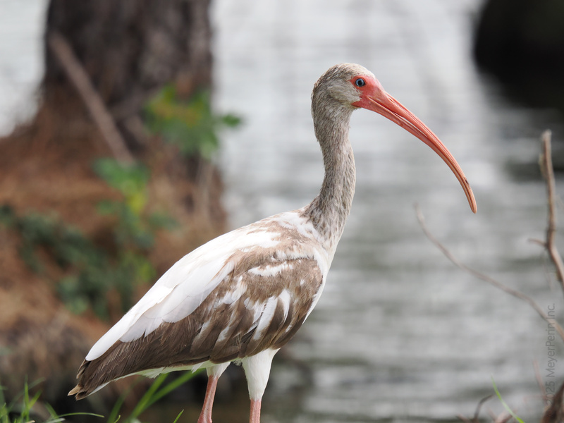 Ever feel like your nose stands out in a crowd? The white ibis knows the secret: own it, flaunt it, and keep fishing for compliments (and snacks)! Ever feel like your nose stands out in a crowd? The white ibis knows the secret: own it, flaunt it, and keep fishing for compliments (and snacks)!