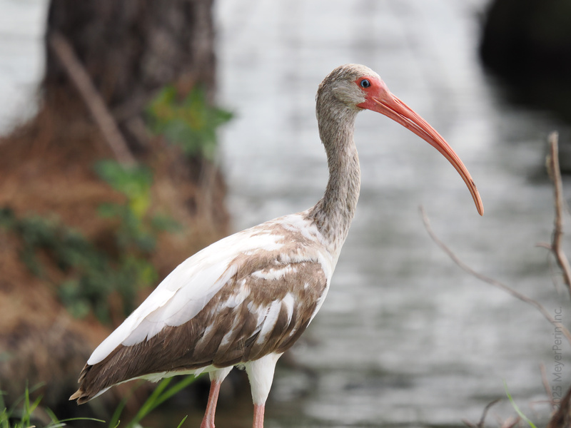Long beak, don’t care—this white ibis is serving looks and searching for snacks. Nature’s runway never closes for the boldest bird in town! Long beak, don’t care—this white ibis is serving looks and searching for snacks. Nature’s runway never closes for the boldest bird in town!