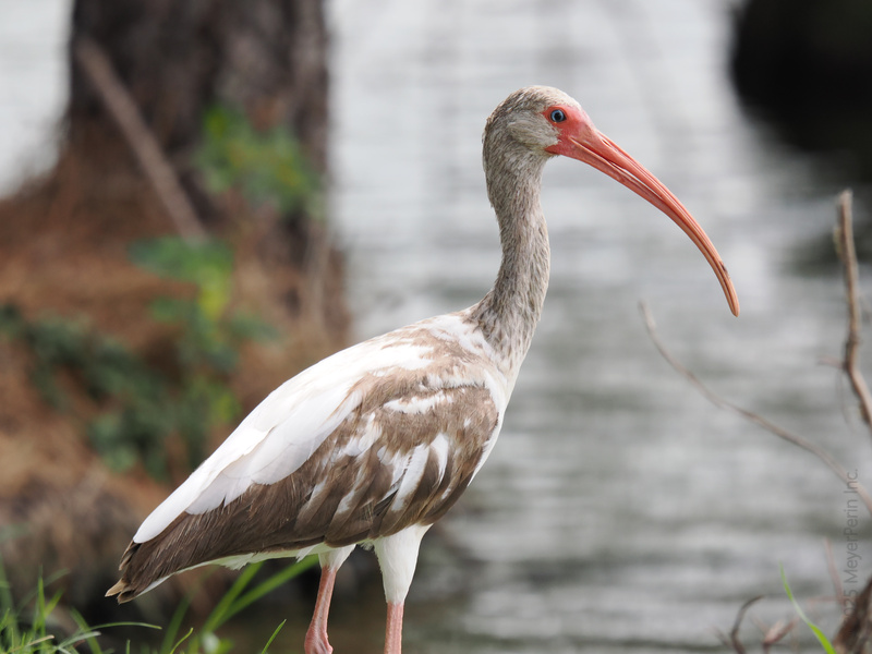 Pause your scroll—this white ibis just redefined "long lunch." Elegant, curious, and always ready to wade into adventure, because the best stories have feathers. Pause your scroll—this white ibis just redefined "long lunch." Elegant, curious, and always ready to wade into adventure, because the best stories have feathers.