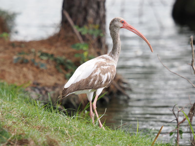 This white ibis is serving looks and long legs by the water—nature’s true runway model on a lunch break. Who else wishes they could pull off a beak like that? This white ibis is serving looks and long legs by the water—nature’s true runway model on a lunch break. Who else wishes they could pull off a beak like that?