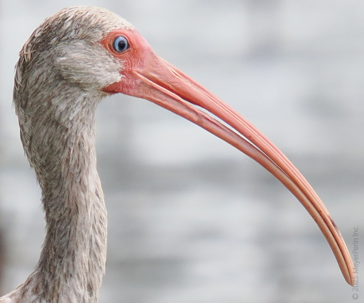 Long beak, don’t care! The White Ibis proves you can stand out and still look fabulous—curve your own path just like this stylish wetland wanderer. Long beak, don’t care! The White Ibis proves you can stand out and still look fabulous—curve your own path just like this stylish wetland wanderer.