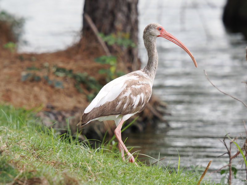 New look, same strut—this white ibis knows that confidence is always in season. Who else is ready to step up their style game by the water’s edge? New look, same strut—this white ibis knows that confidence is always in season. Who else is ready to step up their style game by the water’s edge?