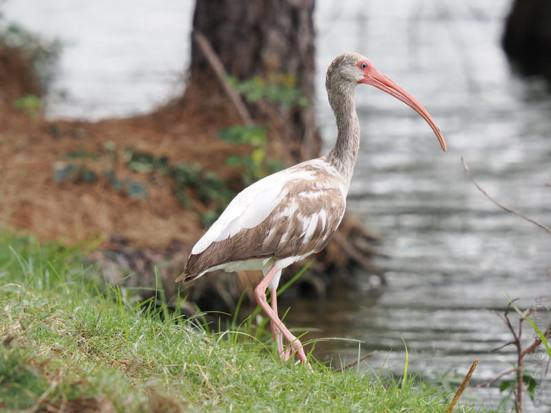 Strutting into the weekend like this white ibis—effortlessly stylish and ready for whatever the shoreline serves up. Strutting into the weekend like this white ibis—effortlessly stylish and ready for whatever the shoreline serves up.