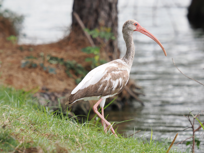 Long legs, longer beak—this white ibis is strutting lakeside like it’s fashion week. Would you rock a bill this bold? Long legs, longer beak—this white ibis is strutting lakeside like it’s fashion week. Would you rock a bill this bold?