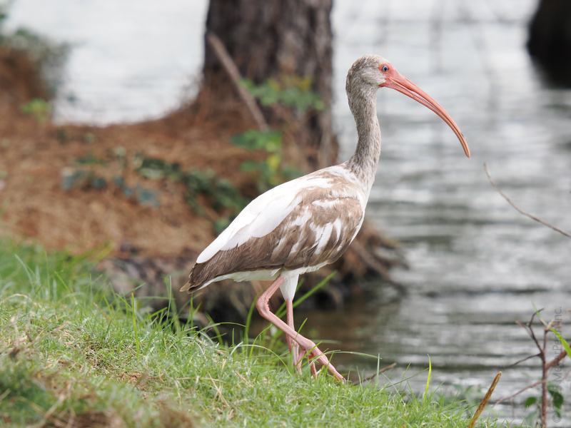 Ready for a glow up? This white ibis struts the lakeside catwalk, proving that confidence and a curved beak are always in style. Ready for a glow up? This white ibis struts the lakeside catwalk, proving that confidence and a curved beak are always in style.