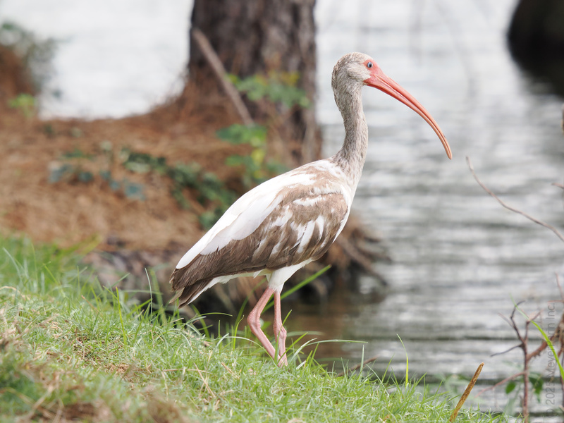Catching eyes and crayfish—this White Ibis struts the shoreline like it owns the place. Sometimes, you just have to walk with confidence and a curved beak. Catching eyes and crayfish—this White Ibis struts the shoreline like it owns the place. Sometimes, you just have to walk with confidence and a curved beak.
