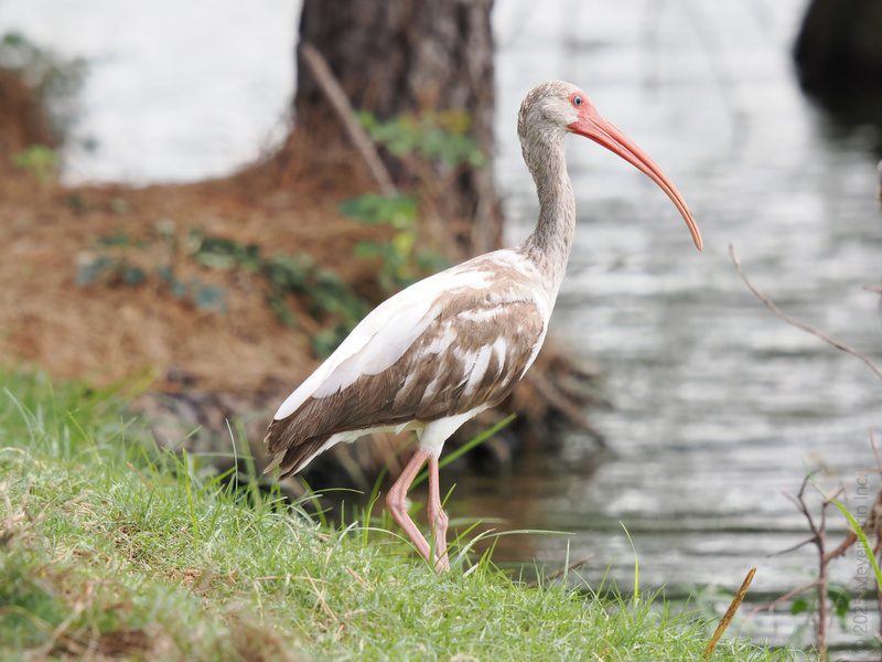 Ready for a birdwalk on the wild side? This white ibis shows us how to strut our stuff and keep it breezy by the water’s edge. Ready for a birdwalk on the wild side? This white ibis shows us how to strut our stuff and keep it breezy by the water’s edge.