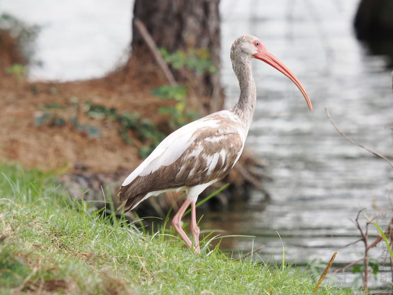 Ever seen a white ibis strut this much style? Long legs, longer beak—owning the shoreline one elegant step at a time. Nature’s runway has never looked so chic. Ever seen a white ibis strut this much style? Long legs, longer beak—owning the shoreline one elegant step at a time. Nature’s runway has never looked so chic.
