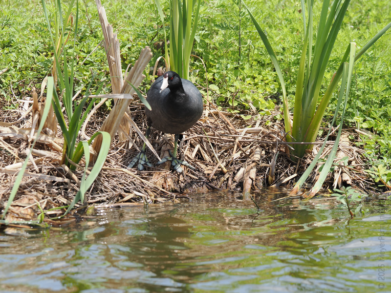 Stop scrolling—we’ve got a coot with serious real estate goals! This little nest architect is making waterfront living look effortlessly chic. Stop scrolling—we’ve got a coot with serious real estate goals! This little nest architect is making waterfront living look effortlessly chic.