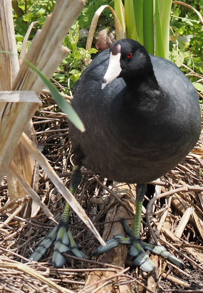 Ready to strut your stuff? This American Coot just dropped the hottest webbed feet in the marsh. Nature’s runway has never looked so fierce! Ready to strut your stuff? This American Coot just dropped the hottest webbed feet in the marsh. Nature’s runway has never looked so fierce!