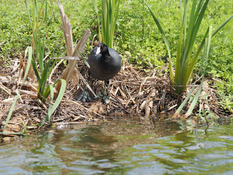 Ever seen a coot owning real estate? This waterfront property comes with premium views, lush gardens, and absolutely zero neighbors (unless you count the fish). Ever seen a coot owning real estate? This waterfront property comes with premium views, lush gardens, and absolutely zero neighbors (unless you count the fish).