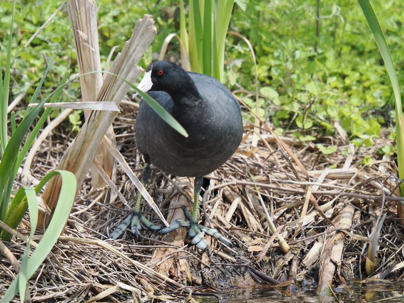 Ever seen a bird rock webbed toes like this? The American Coot owns the wetlands runway—proof that fashion and function belong together. Ever seen a bird rock webbed toes like this? The American Coot owns the wetlands runway—proof that fashion and function belong together.