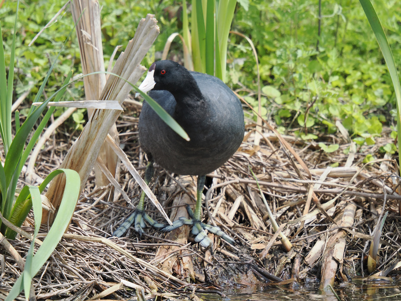 Who invited the American Coot to the fashion show? Because those feet are absolutely stealing the spotlight from the runway—and the wetlands! Who invited the American Coot to the fashion show? Because those feet are absolutely stealing the spotlight from the runway—and the wetlands!