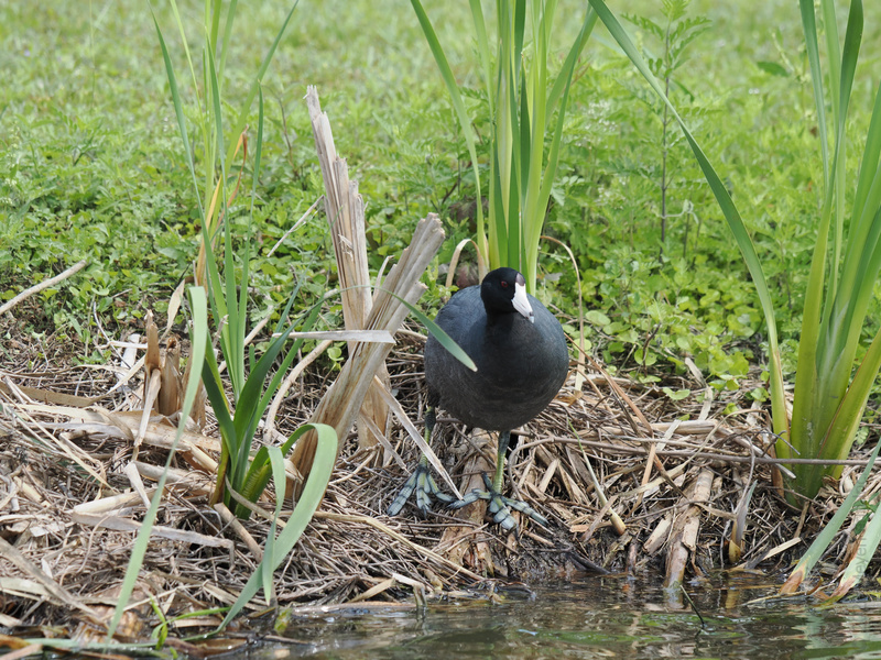 Caught in the act! This American coot is ready to wade and parade—showing us that even marsh style can be bold. Step up your look, flippers and all. Caught in the act! This American coot is ready to wade and parade—showing us that even marsh style can be bold. Step up your look, flippers and all.