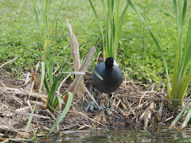 Feeling cooped up? This American coot has the best lakefront view and zero roomies—nature’s way of saying, “feather your nest your way!” Feeling cooped up? This American coot has the best lakefront view and zero roomies—nature’s way of saying, “feather your nest your way!”