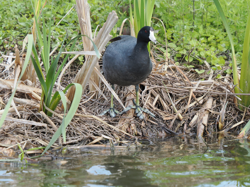 Ready for a close-up? This American Coot is rocking the marsh runway with confidence—proof that every day is a good day to strut your weird and wonderful. Ready for a close-up? This American Coot is rocking the marsh runway with confidence—proof that every day is a good day to strut your weird and wonderful.