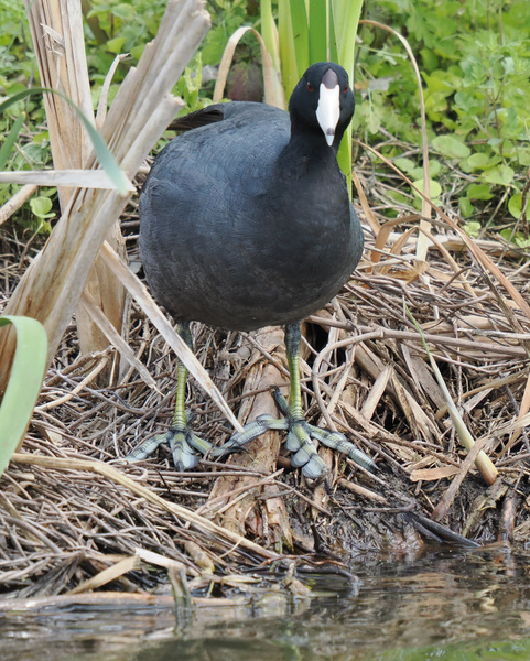 Who needs webbed feet when you’ve got coot style? This American Coot is serving up fierce fashion and paddling skills—no ducking around! Who needs webbed feet when you’ve got coot style? This American Coot is serving up fierce fashion and paddling skills—no ducking around!