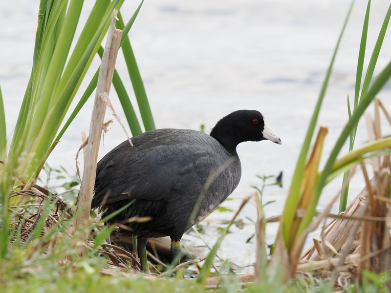 Feeling a little moody? So is this American Coot, serving lakeside drama in a sleek, all-black look. Nature’s goth is out for a stroll—no bread crumbs necessary. Feeling a little moody? So is this American Coot, serving lakeside drama in a sleek, all-black look. Nature’s goth is out for a stroll—no bread crumbs necessary.